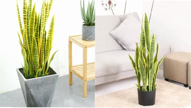 Chậu cây lưỡi hổ giả với dáng vẻ sang trọng