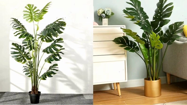 Chậu cây Monstera lá xẻ tạo điểm nhấn xanh mát