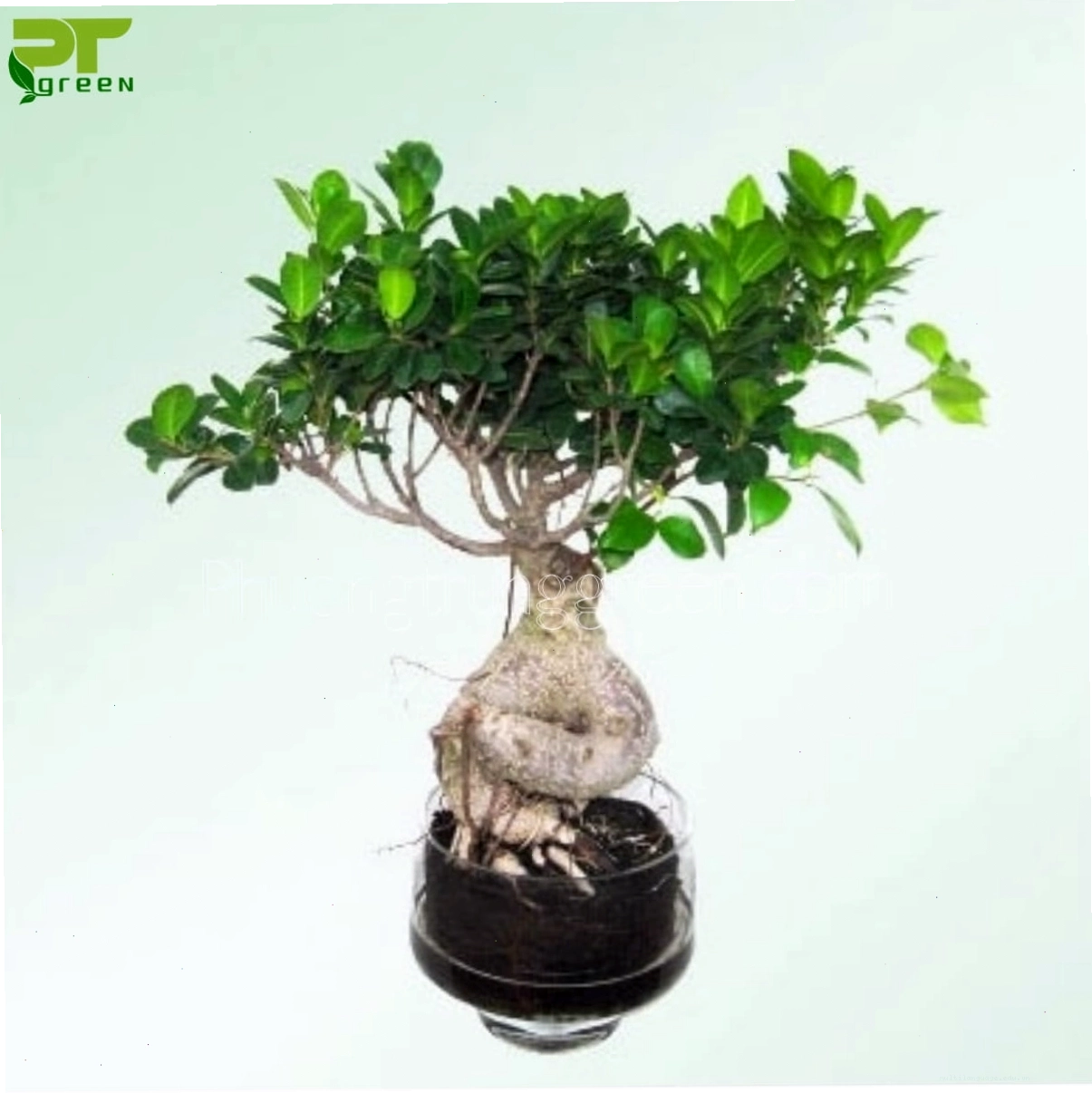 Chậu cây sâm nhung bonsai mini đẹp phù hợp để bàn làm việc hoặc trang trí