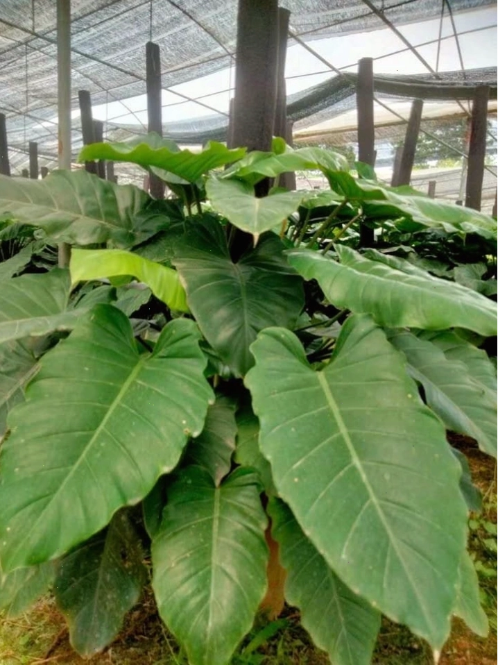 Chậu cây Subin nhỏ gọn, thích hợp trang trí bàn làm việc hoặc kệ sách