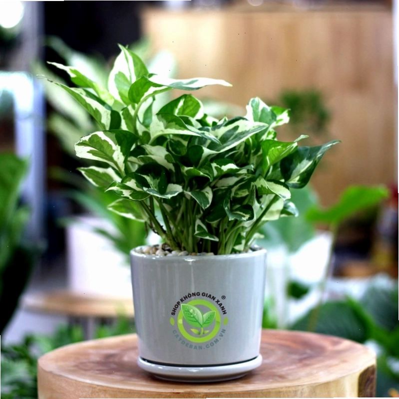 Chậu cây trầu bà cẩm thạch trang trí nội thất