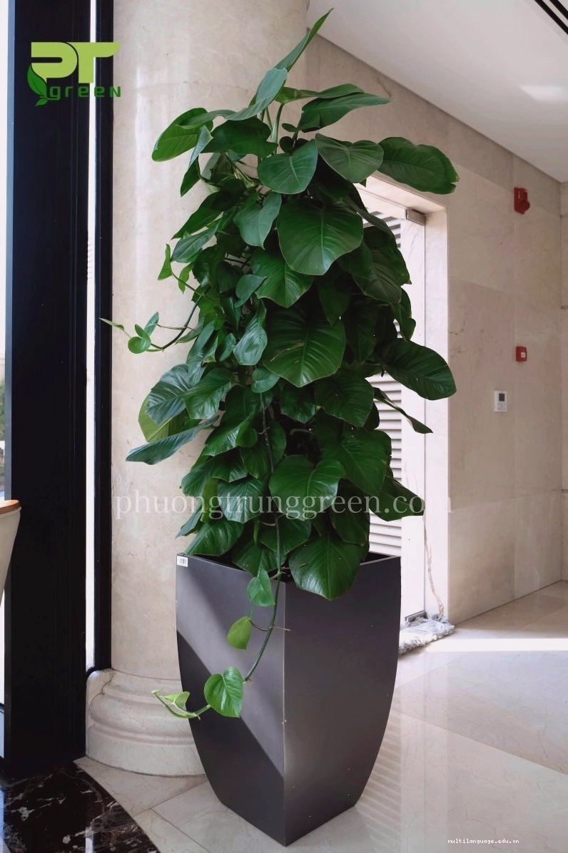 Chậu cây trầu bà leo cột đặt sàn mang lại vẻ sang trọng