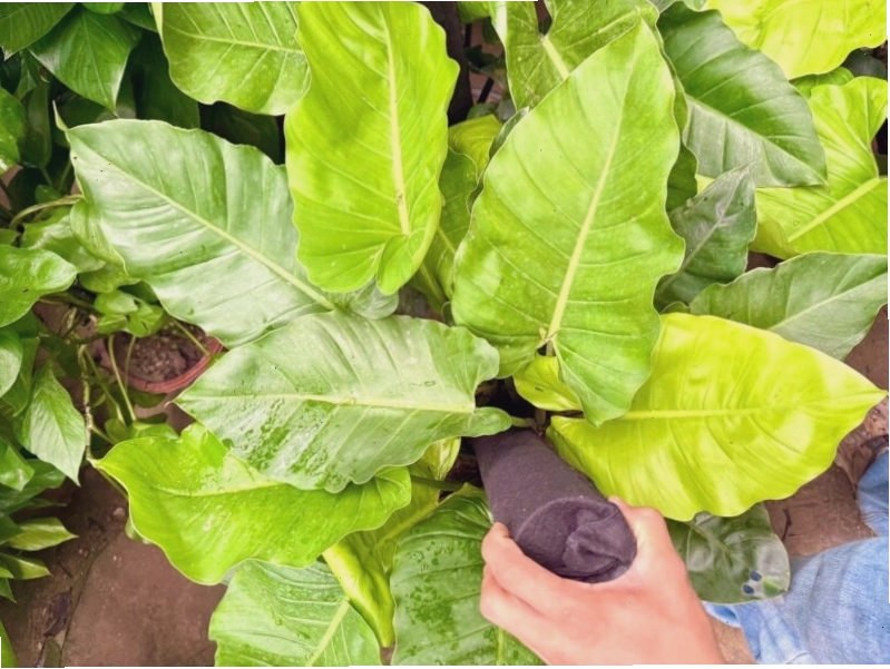Chậu cây trầu bà Subin với lá xẻ thùy đặc trưng, mang vẻ đẹp độc đáo