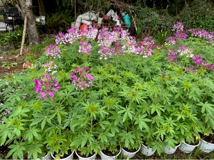 Chậu cây túy điệp đang nở hoa tại vườn