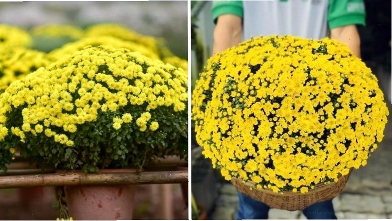 Chậu cúc mâm xôi vàng rực rỡ