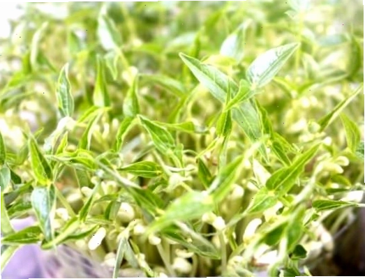 Chậu hành tây thủy canh làm vật trang trí