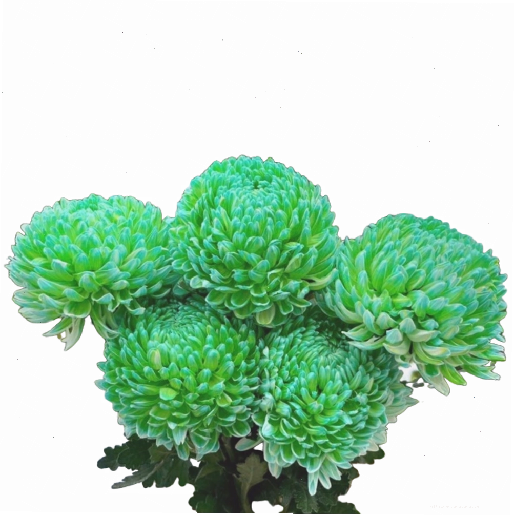 Chậu hoa Scabiosa xanh lá trang trí