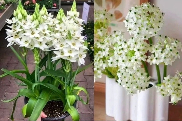Chậu hoa thiên nga mắt ngọc rực rỡ sắc màu