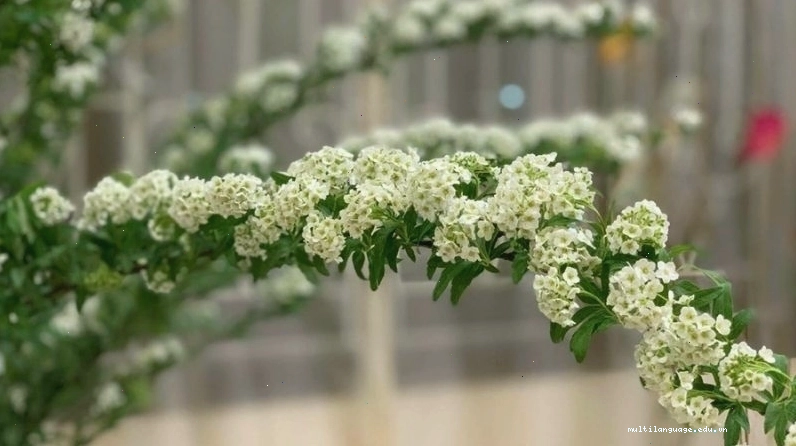 Chậu hoa tiểu tú cầu nhỏ xinh