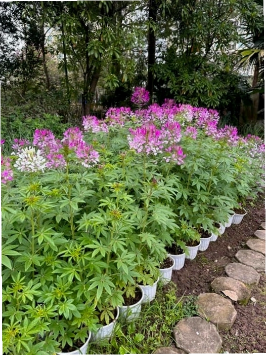 Chậu hoa túy điệp rực rỡ sắc màu