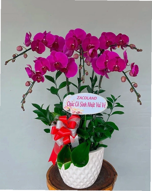 Chậu lan hồ điệp 5 cành màu tím đậm sang trọng