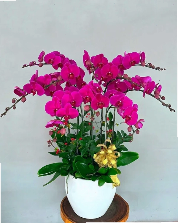 Chậu lan hồ điệp màu trắng tinh khôi