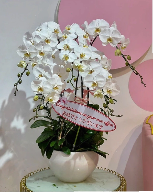 Chậu lan hồ điệp màu vàng rực rỡ với nhiều nụ nhỏ