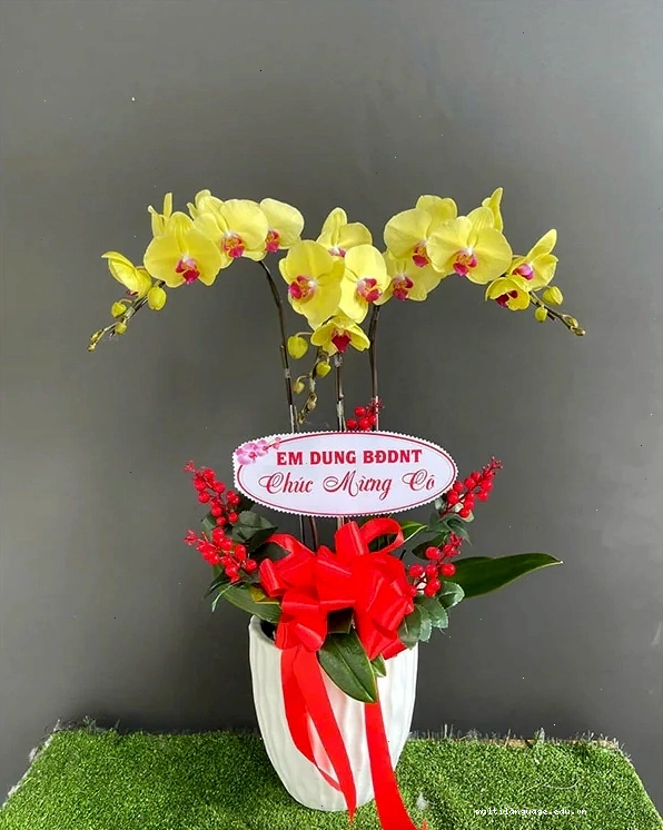Chậu lan hồ điệp màu vàng với ý nghĩa may mắn