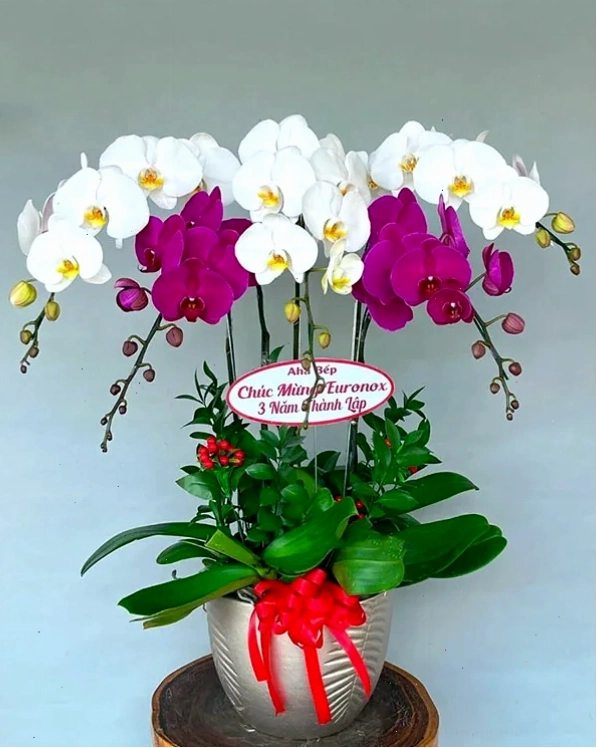 Chậu lan hồ điệp nhỏ gọn, phù hợp trang trí bàn làm việc