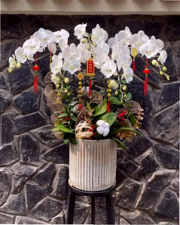 Chậu lan hồ điệp Tết mang ý nghĩa Phát Tài