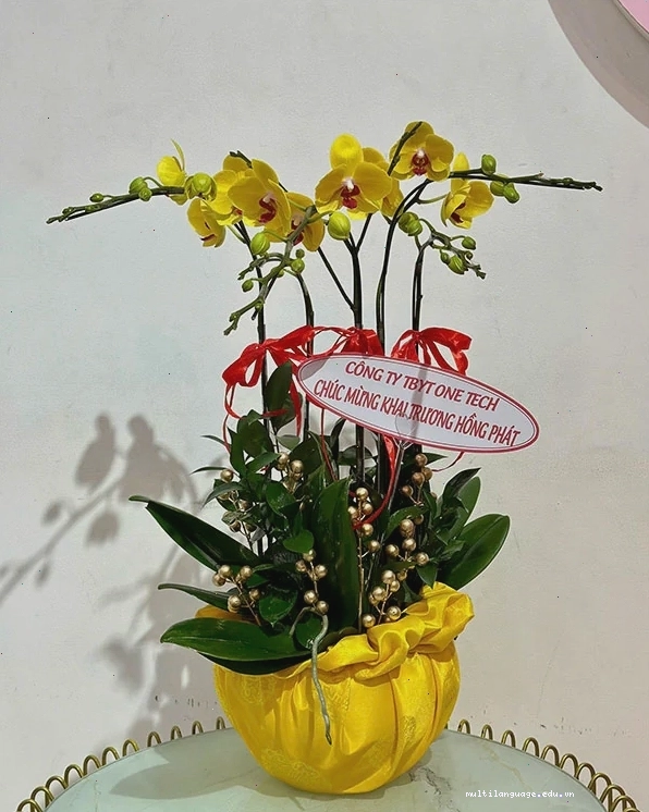 Chậu lan hồ điệp Tết với màu sắc rực rỡ