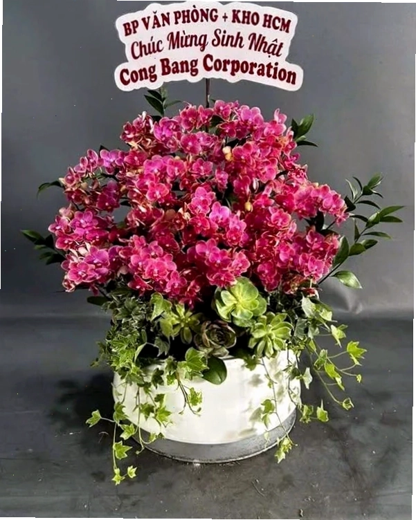 Chậu lan hồ điệp trắng với nhiều cành hoa thanh thoát