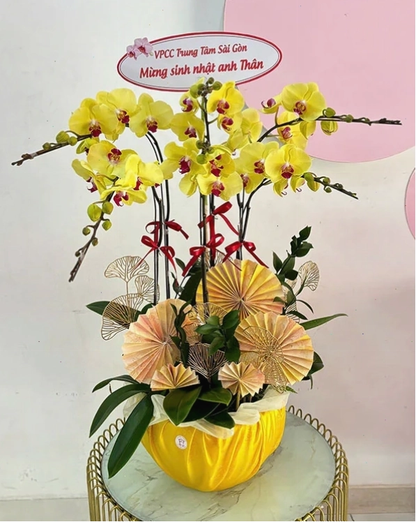 Chậu lan hồ điệp vàng rực rỡ, mang ý nghĩa tài lộc