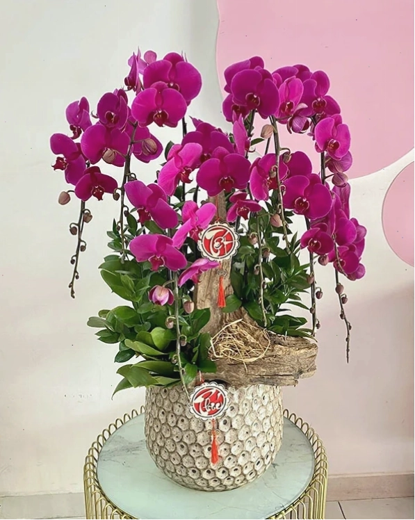 Chậu lan hồ điệp với nhiều cành hoa màu sắc xen kẽ