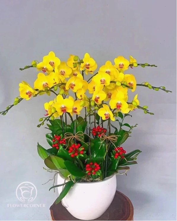 Chậu lan hồ điệp với nhiều cành hoa tím và trắng xen kẽ