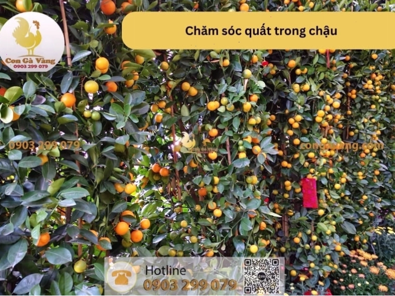 Chậu quất cảnh được chăm sóc tốt, lá xanh mơn mởn