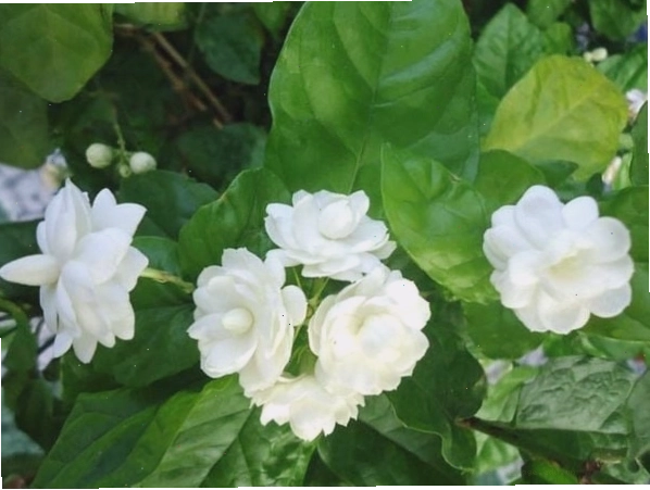 Chi tiết bông hoa nhài ta cánh kép