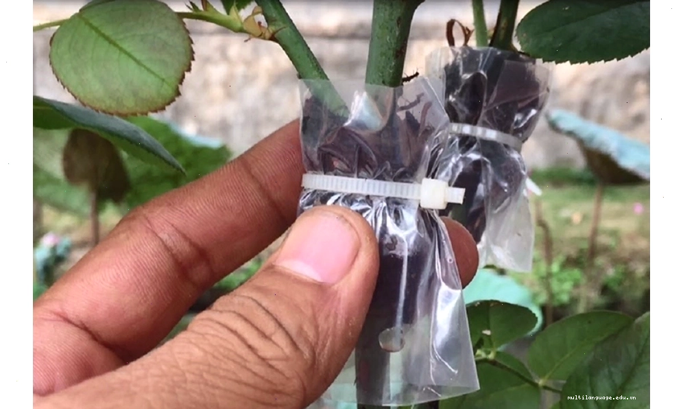 Chiết cành để nhân giống hoa hồng Pháp