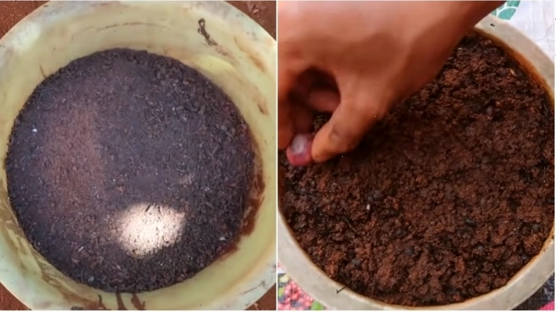 Cho đất vào chậu để trồng hành