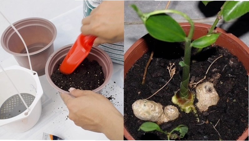 Cho đất vào chậu và trồng gừng giống
