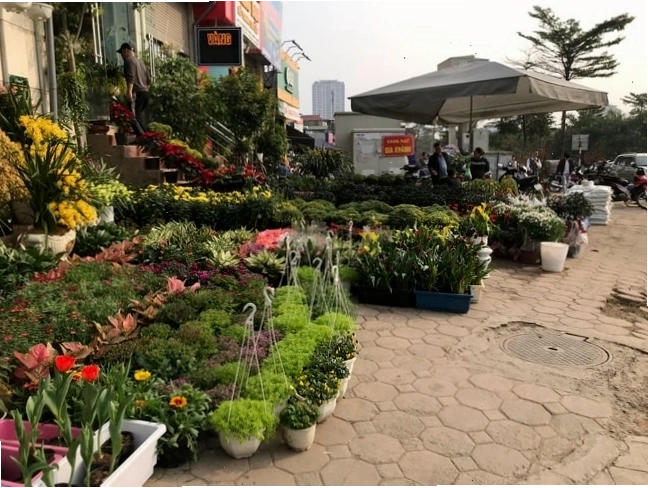 Chợ hoa Hoàng Hoa Thám Hà Nội đa dạng các loại cây cảnh