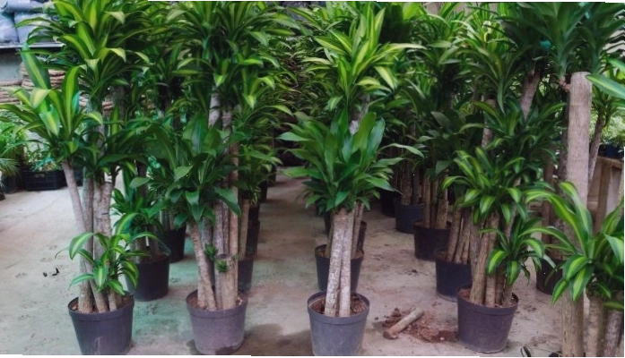 Chọn cành thiết mộc lan khỏe mạnh để giâm