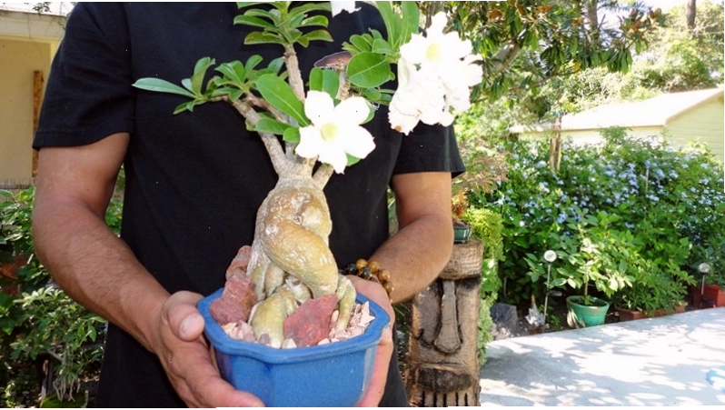 Chọn chậu phù hợp với kích thước cây hoa sứ