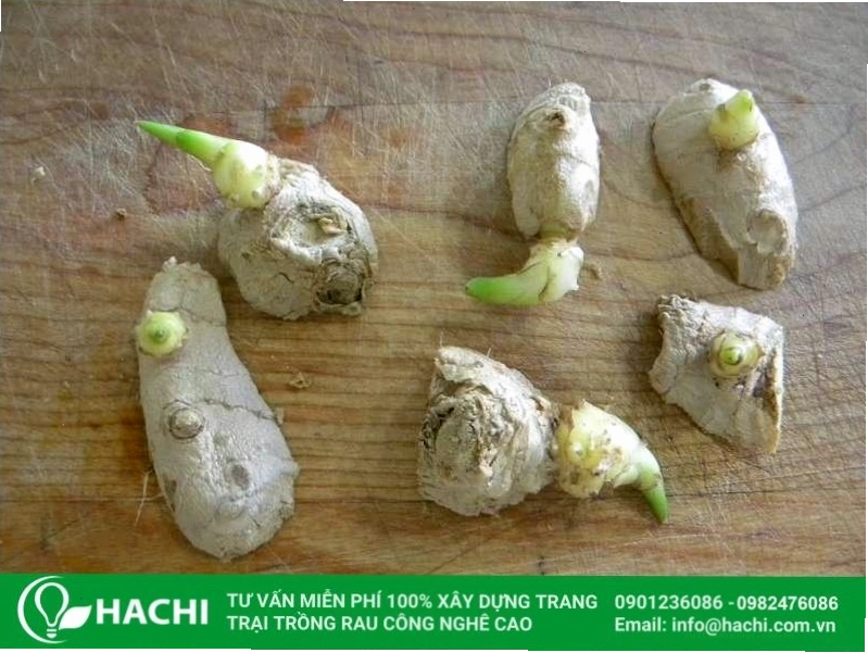 Chọn củ giống gừng tươi khỏe để trồng thủy canh