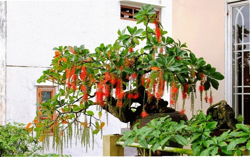 Chọn đất tơi xốp và duy trì độ ẩm cho cây lộc vừng phát triển tốt