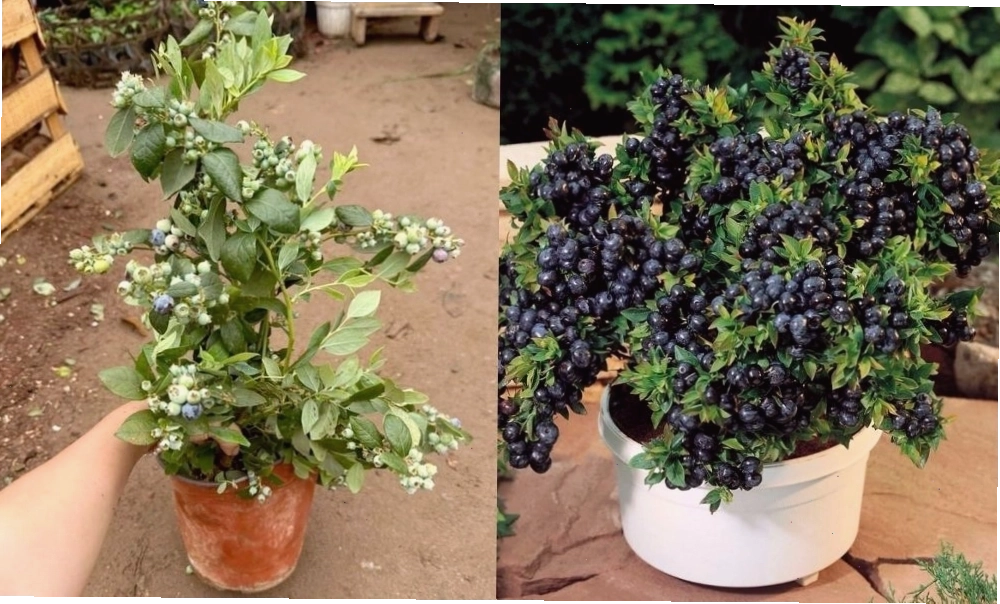 Chọn giống cây việt quất thích hợp với khí hậu địa phương