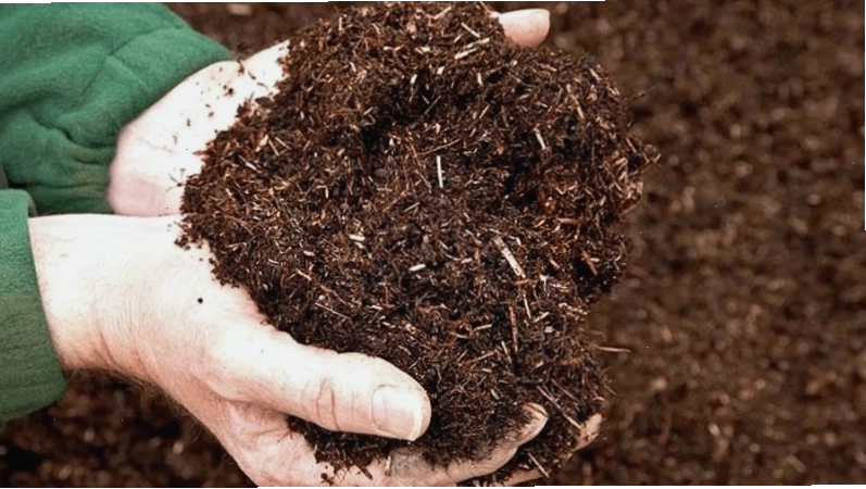 Chọn loại đất trồng rau phù hợp là yếu tố then chốt cho sự phát triển của cây tại nhà