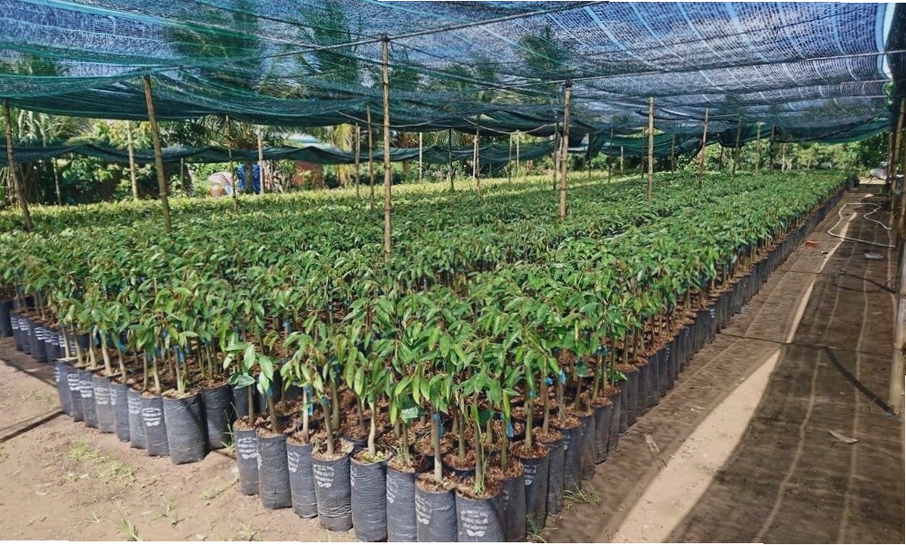 Chọn trái sầu riêng chín để lấy hạt hoặc thu hoạch