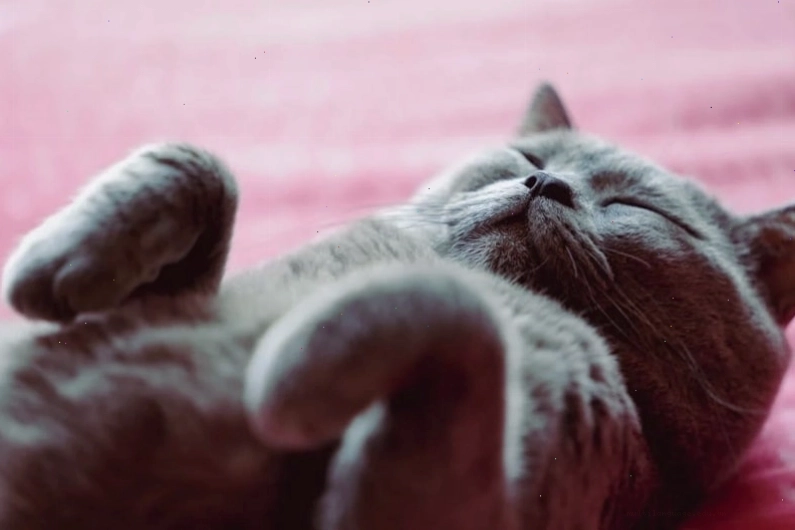 Chú mèo Ragdoll với bộ lông dài mềm mại và đôi mắt xanh lam