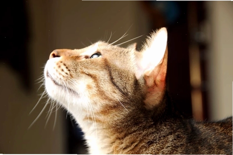 Chú mèo Scottish Fold với đôi tai cụp đặc trưng và khuôn mặt tròn