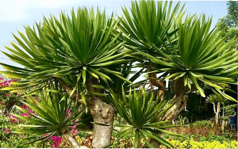 Chuẩn bị cành cây phát tài núi để giâm trồng