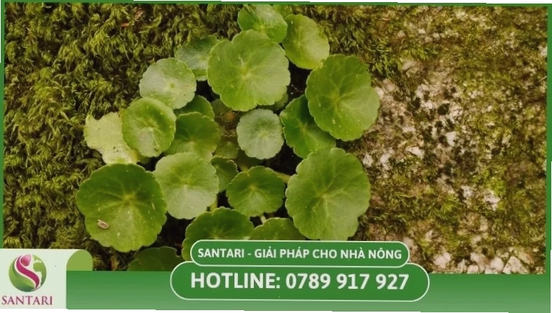 Chuẩn bị đất trồng rau má với việc làm sạch cỏ và lên luống