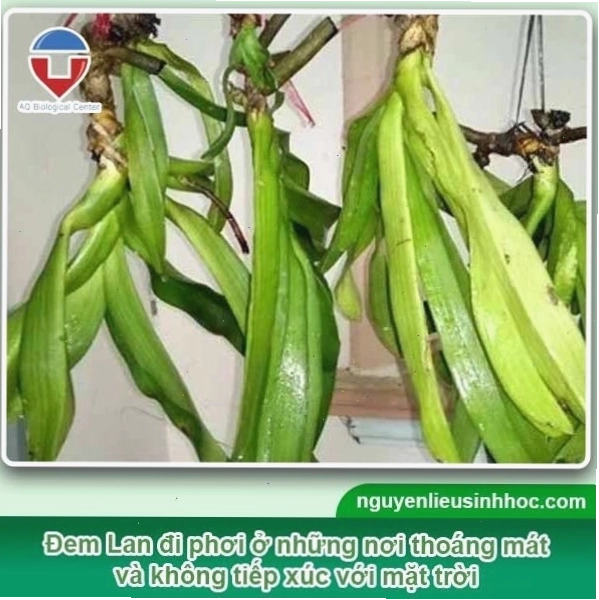 Chuẩn bị giá thể xơ dừa và vỏ thông để trồng lan Dendro