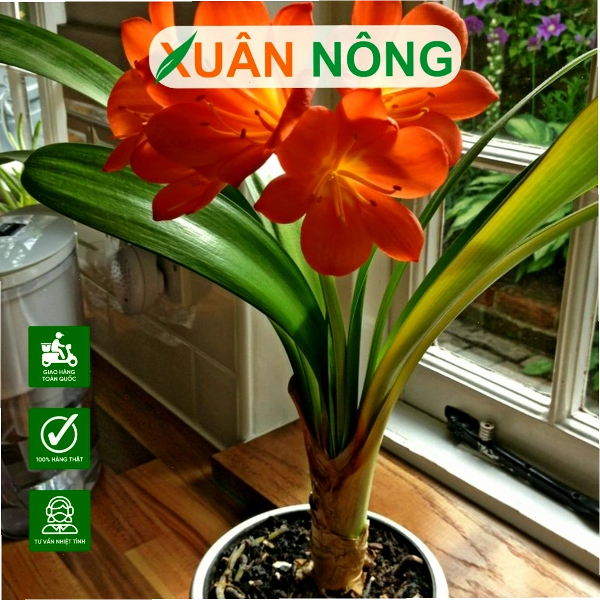 Chuẩn bị hỗn hợp đất trồng tơi xốp cho hoa thiên nga mắt ngọc