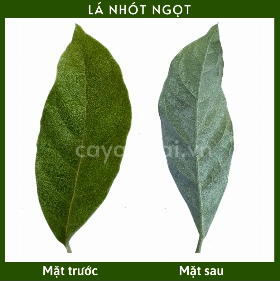 Chuẩn bị hỗn hợp đất trồng tơi xốp giàu dinh dưỡng cho cây nhót ngọt