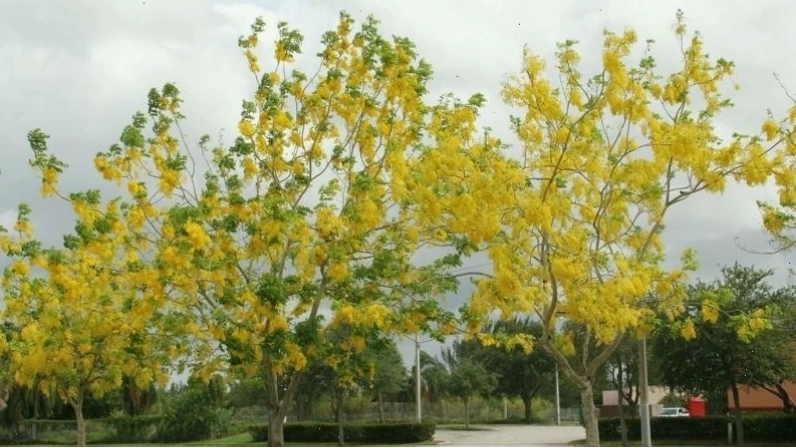 Chùm hoa vàng rực rỡ của cây bò cạp vàng