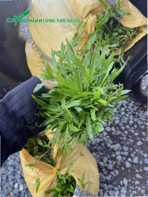 Cỏ lá gừng mua về được chia thành các khóm nhỏ để trồng