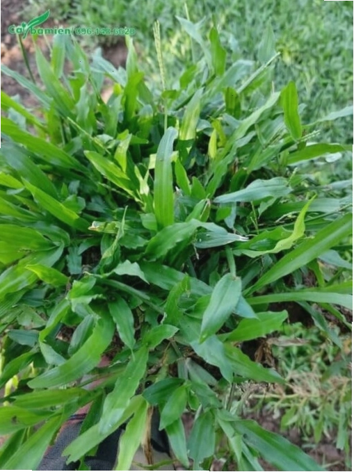 Cỏ lá gừng ta có lá dài, màu xanh nhạt tươi tắn