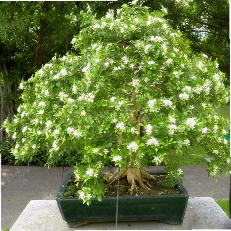 Công dụng của cây nguyệt quế trong đời sống