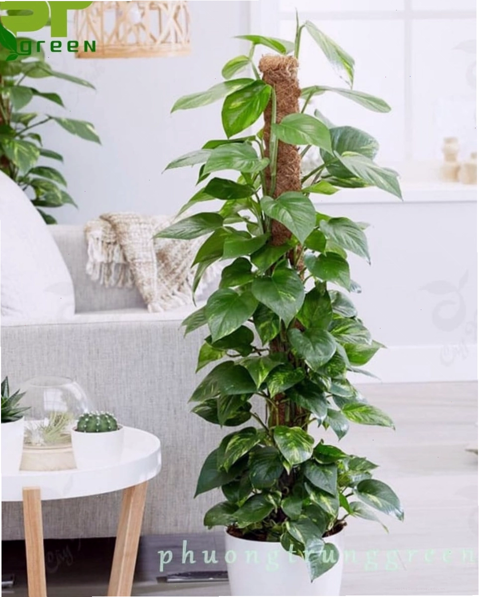 Công dụng của cây trầu bà cột trong việc cải thiện chất lượng không khí